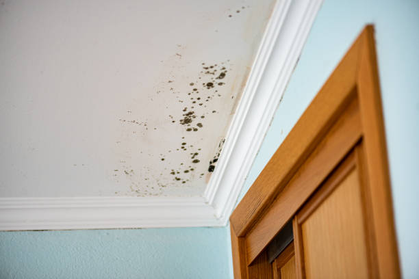 Mold Odor Removal Services in Pine Bush, NY